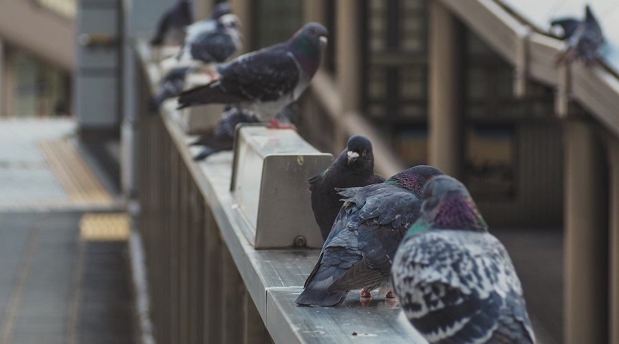 hazmat removal_pigeon guano cleaning